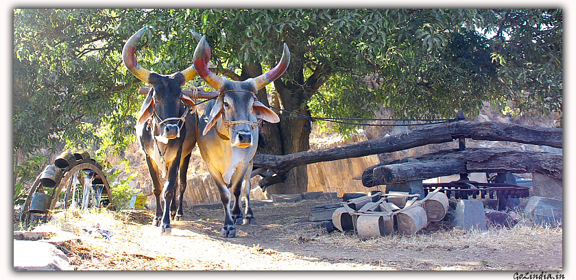 Rural life at Rajasthan