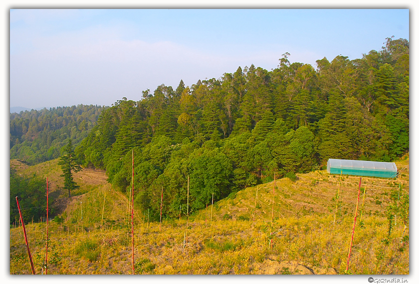 Fruits garden at Ranikhet