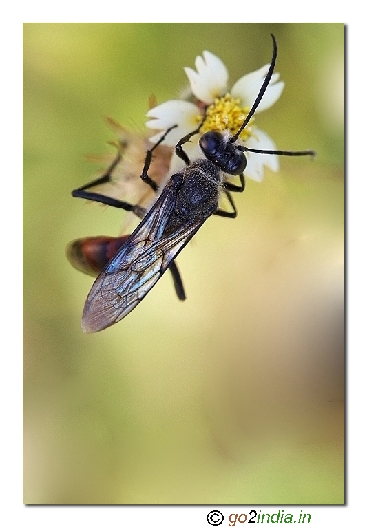 Wasp macro