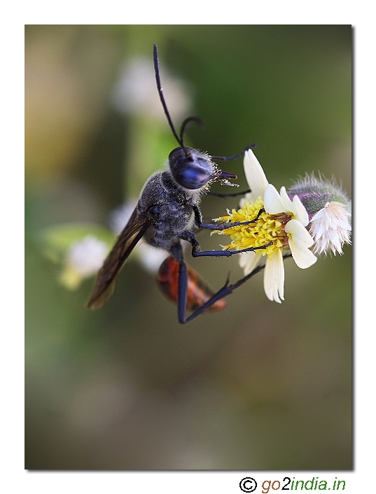 Wasp macro