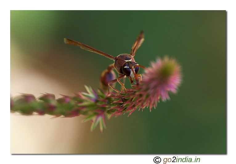 Wasp macro