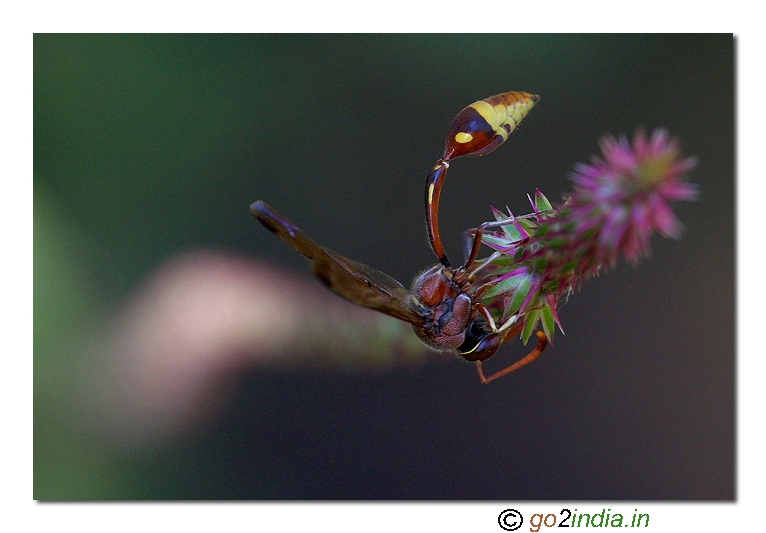Wasp macro