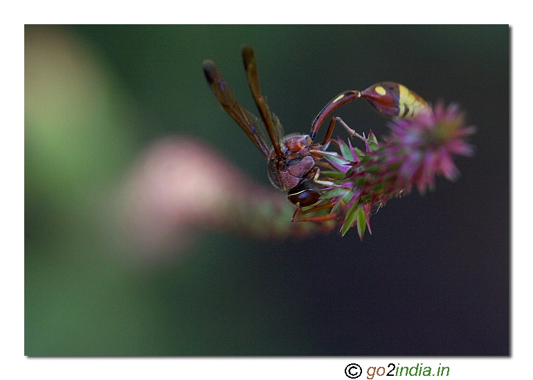 Wasp macro