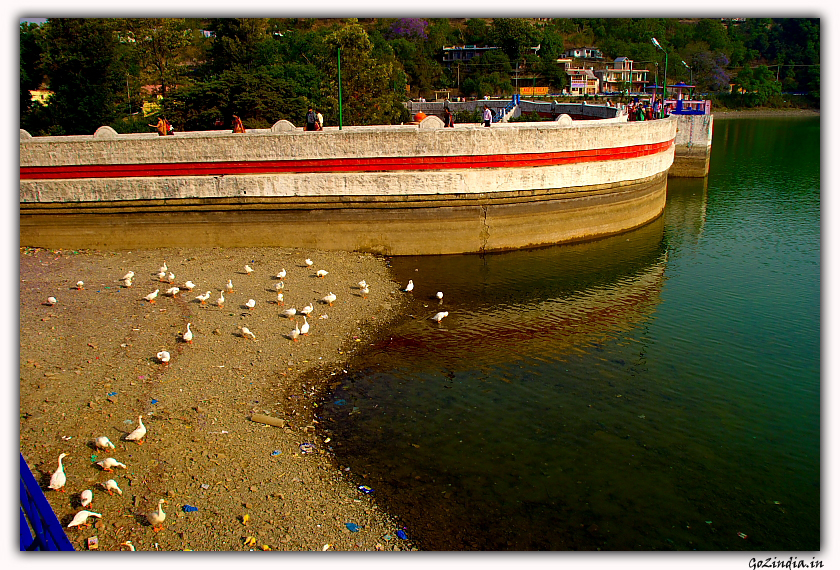 Ducks and Swans on the shore of the Bhimtal lake