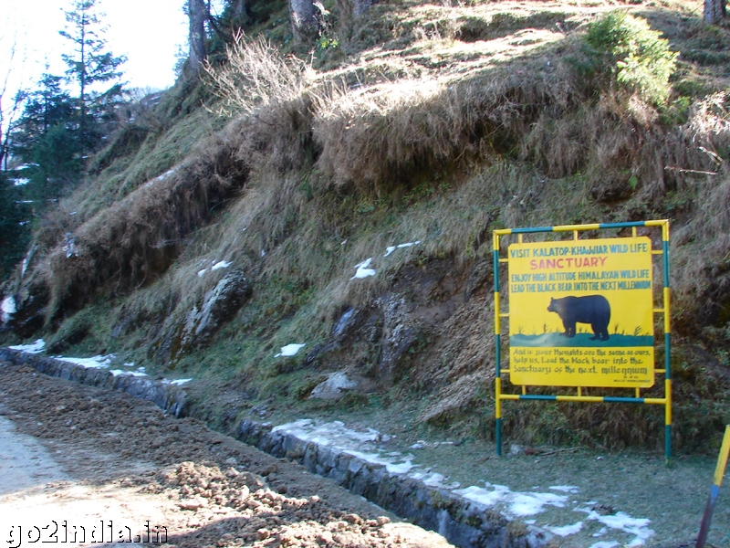 Himalayan black bear