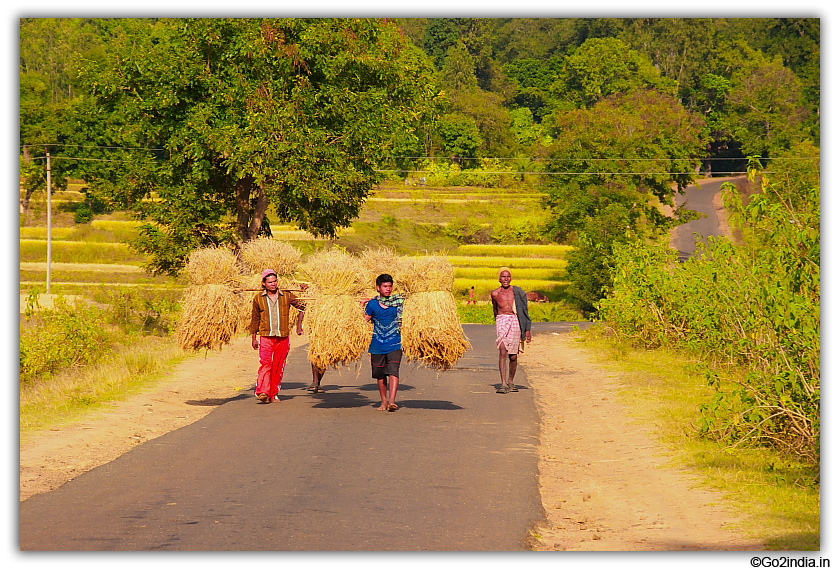 Harvesting time at Paderu in Araku valley