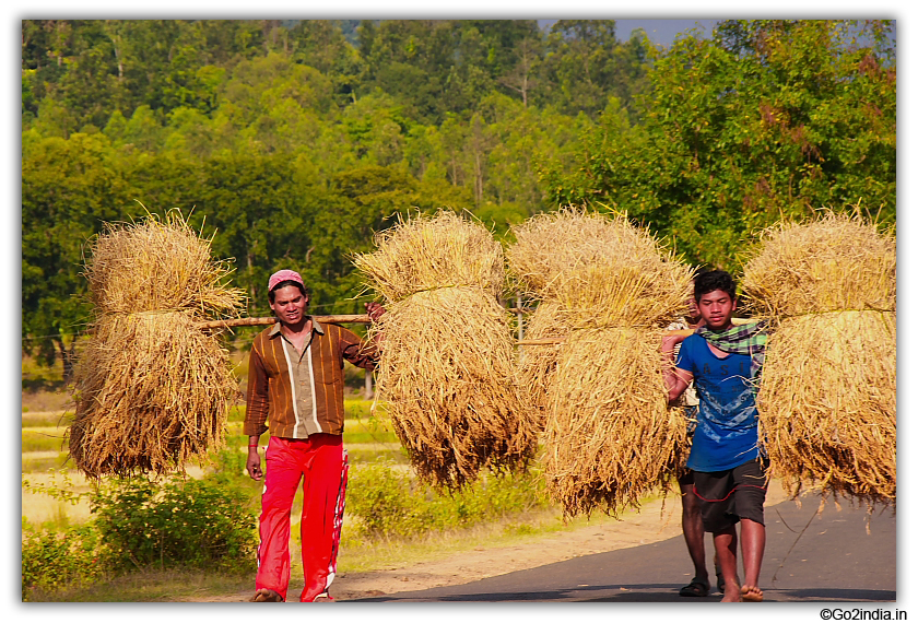 Returning from cultivation field at Paderu 