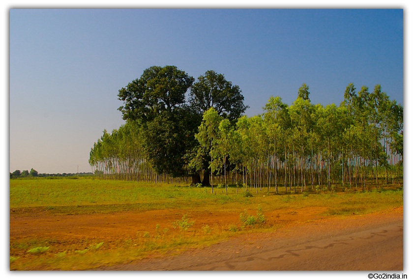 Land and tree around Jadalpur