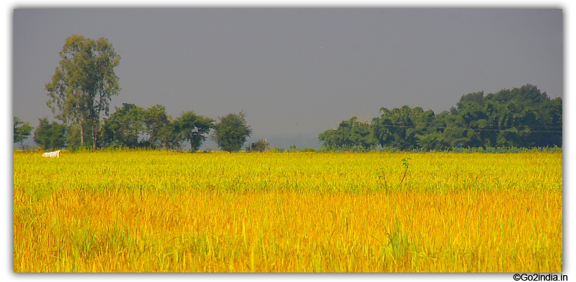 Rice field and green surrounding 