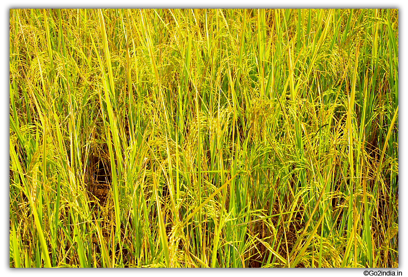 Rice field of Chhattisgarh