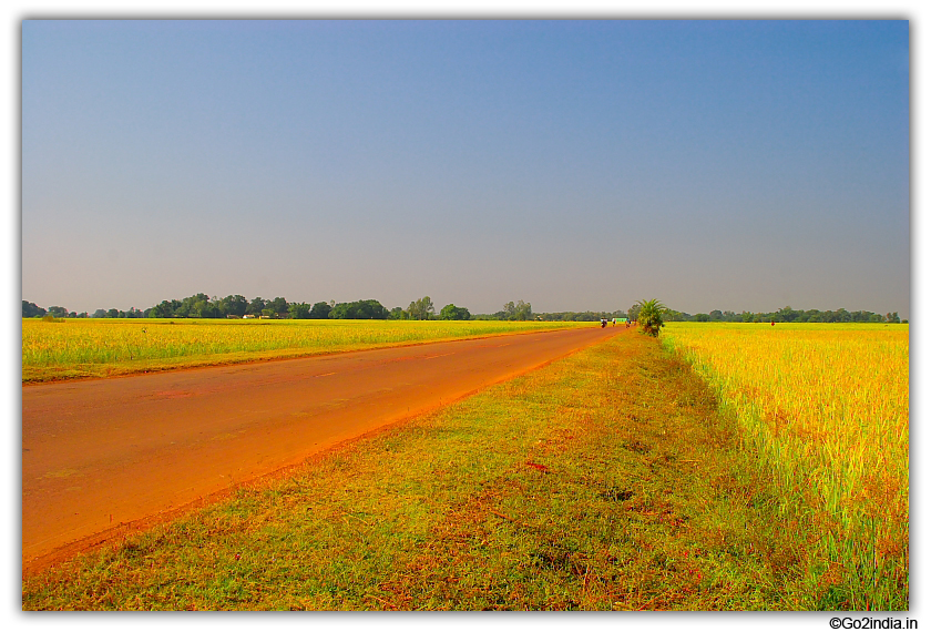 Rice field on both side of the road to Jagdalpur
