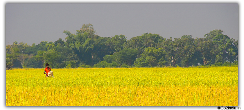 Man inside Rice field on the way to Jagdalpur