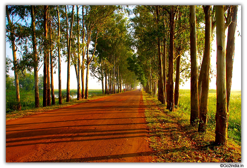Tall trees on both side of the road inside Chhattisgarh