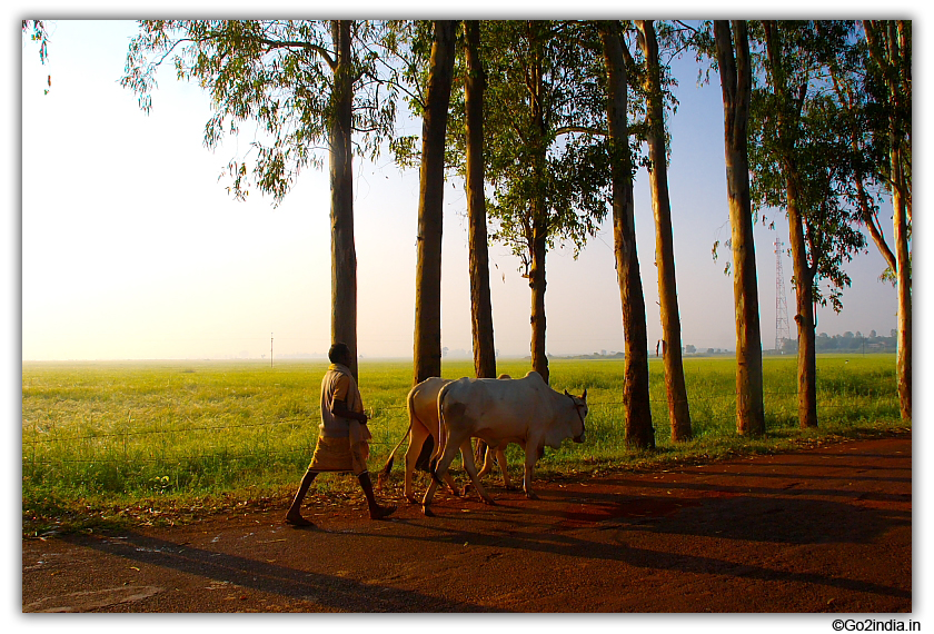 A man and his cows on the road at Chhattisgarh 