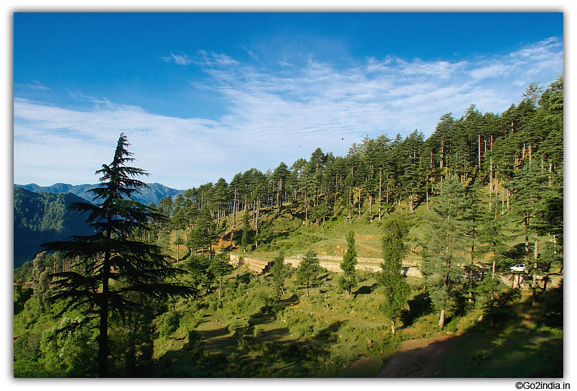 Valley and tall trees at Patnitop