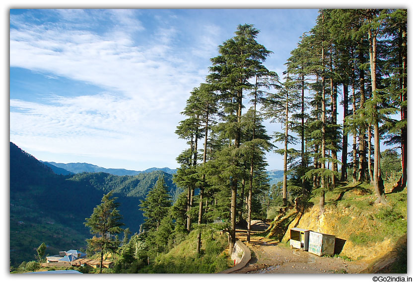 A jungle Road at Patnitop 