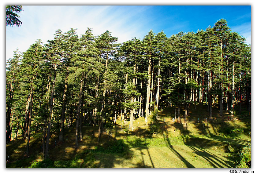 Tall trees at Patnitop