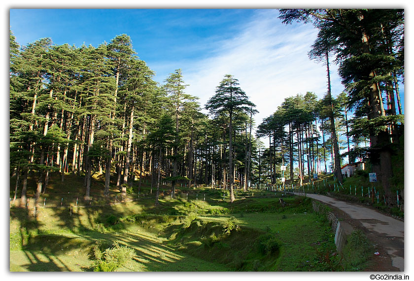 Tall trees and road at Patnitop