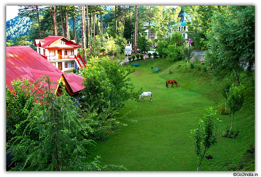 Green carpet at Patnitop