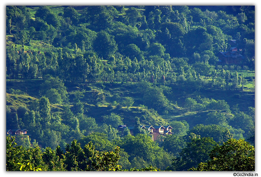 Green forest around Pahalgam