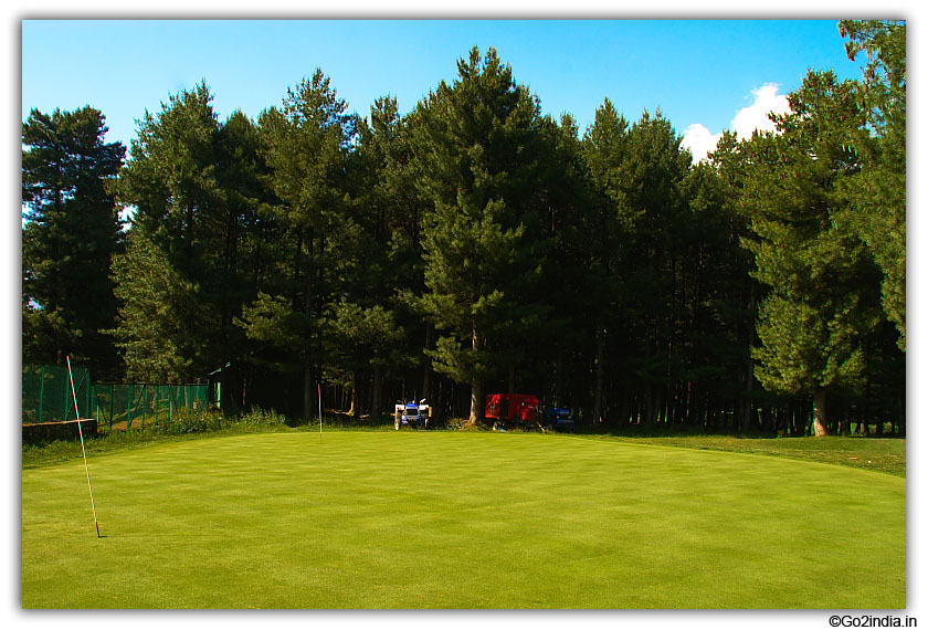 Tall trees by the side of golf ground at Pahalgam