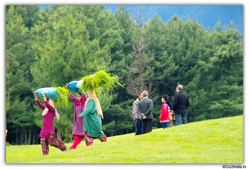 Collecting grass at Pahalgam 