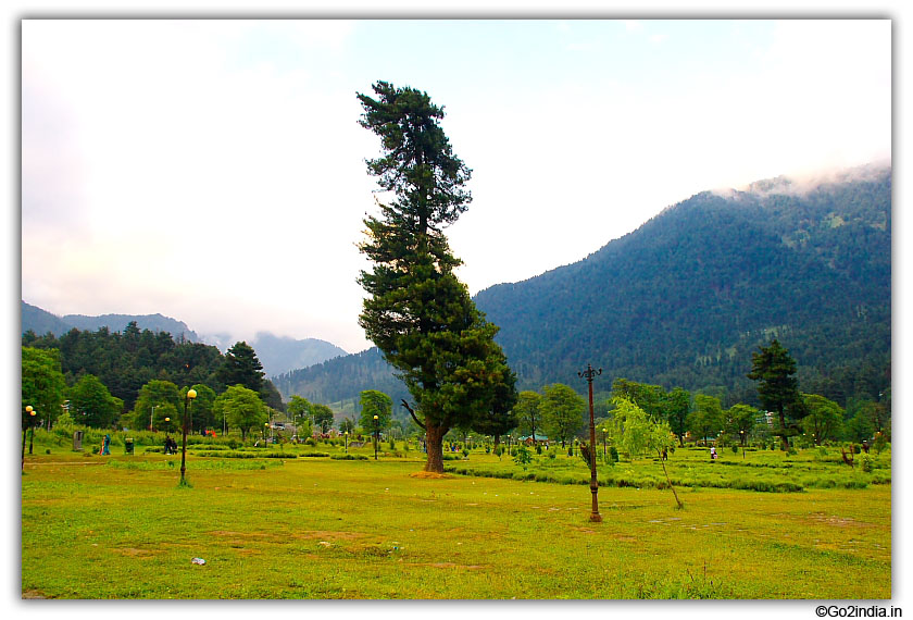 Tall tree at center of the Park at Pahalgam