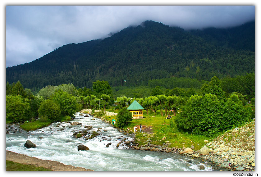 Green trees by the side of the river