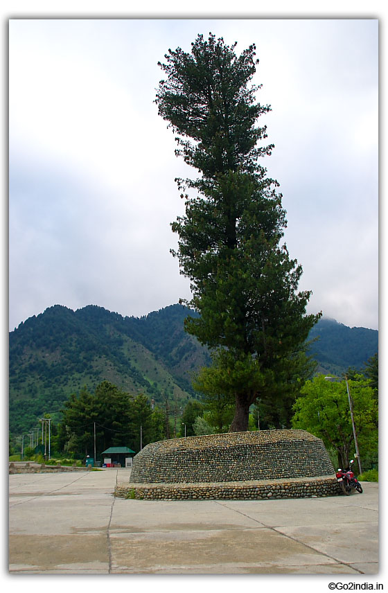Tall tree by the side of golf ground at Pahalgam