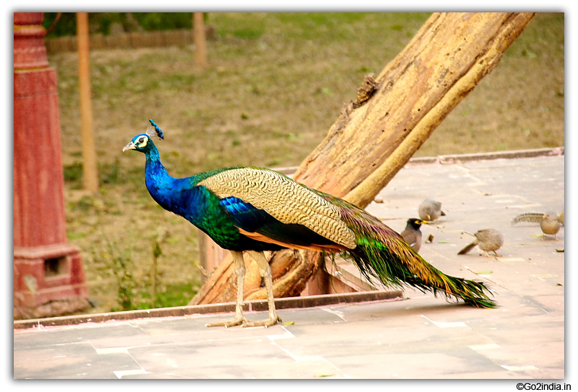 Peacocks at the garden of Sun temple
