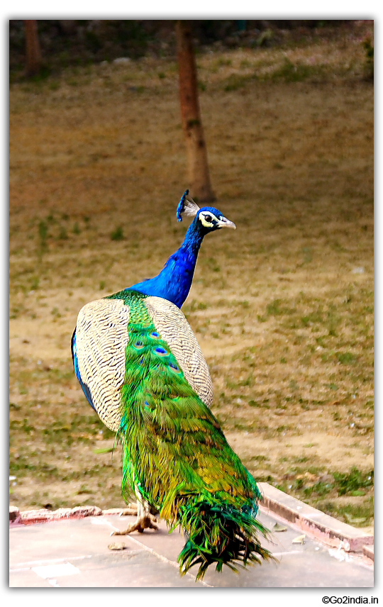 Sun temple Peacocks 