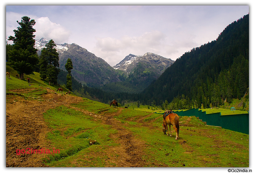 Horse in Aru valley for tourist