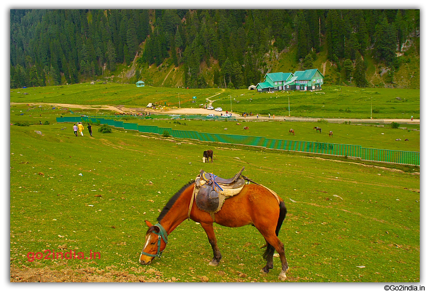 Horse and Aru valley 