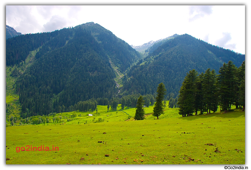 Trees and valley in Aru near Pahalgam