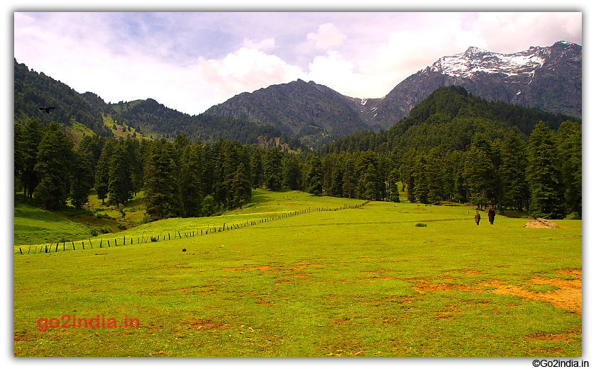 Green medow in Aru valley