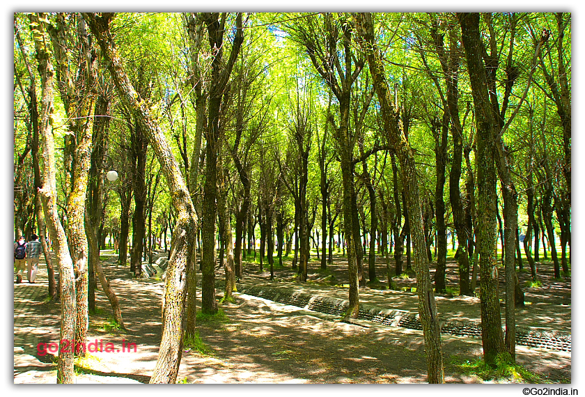 Tall trees and green valley at Betaab valley
