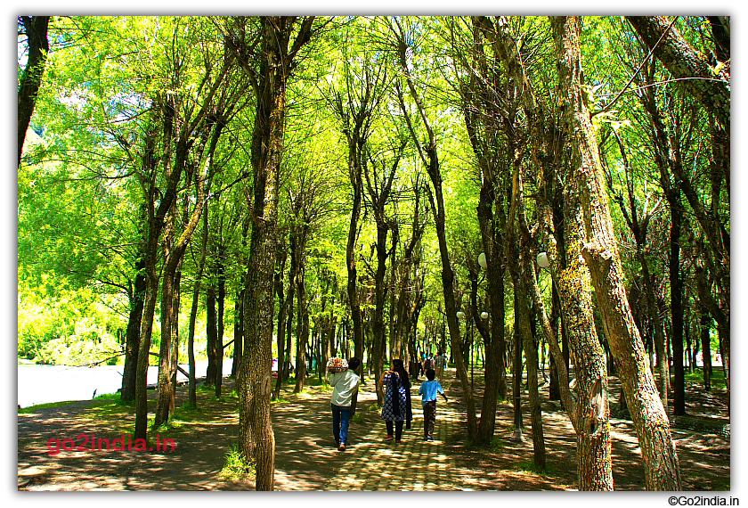 Tall trees and shade at Betaab valley