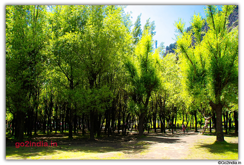 Tall trees at Betaab valley