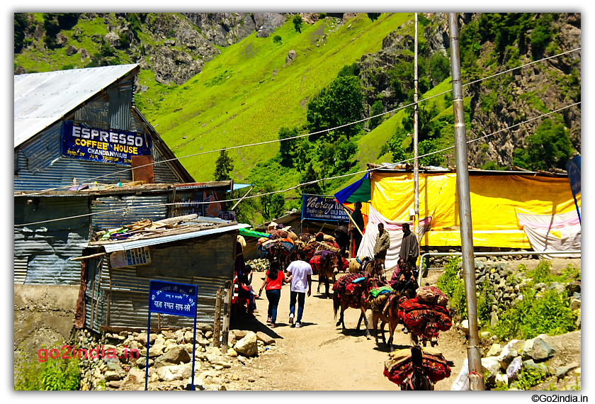 Horse are getting ready for Sri Amarnath Yatra