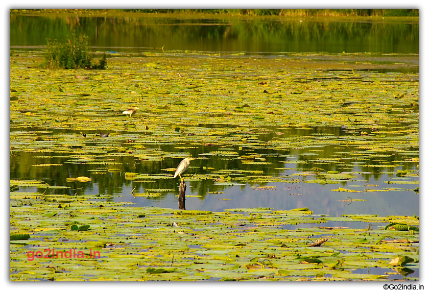 Birds in Nagin Lake Srinagar