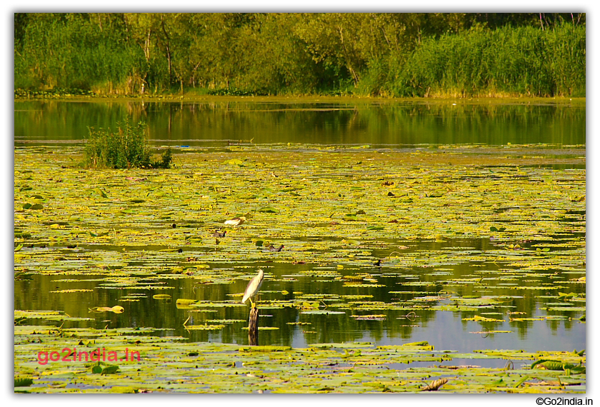 More birds in Nigeen Lake