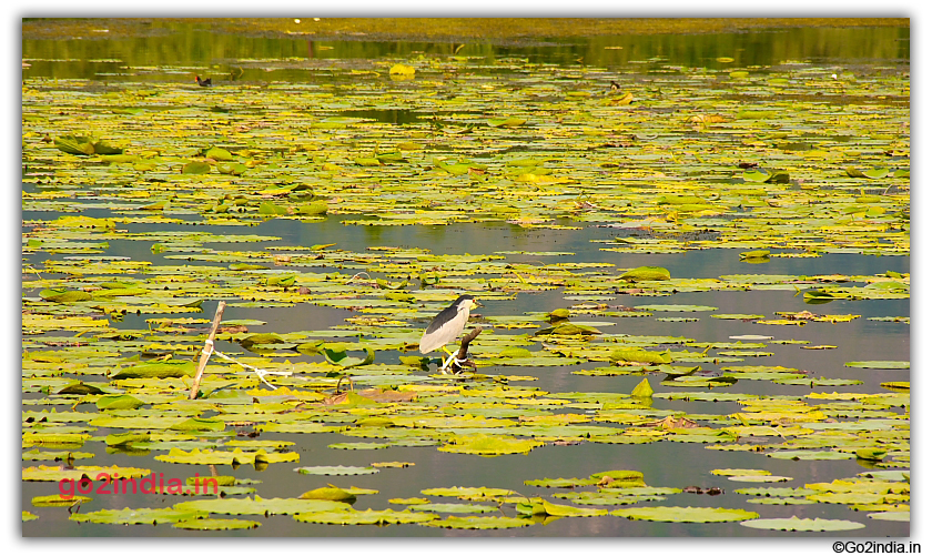 Birds in Nagin Lake Srinagar