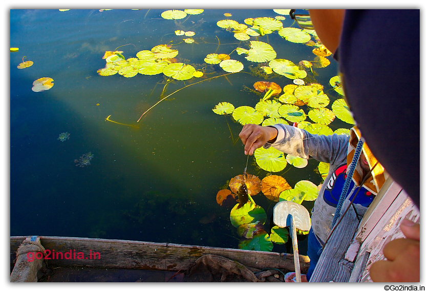 Fish in Nagin Lake
