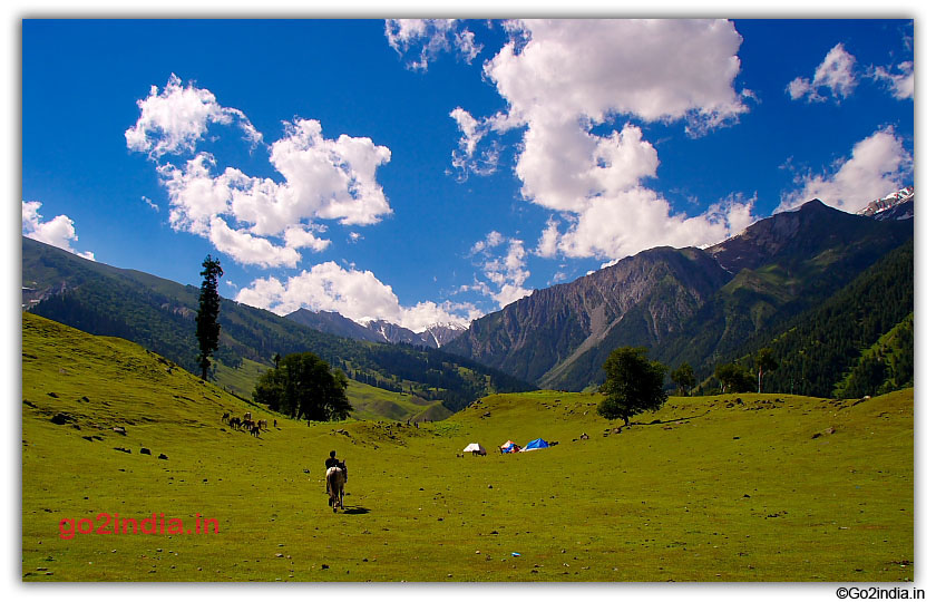 Green valley and horse at Sonmarg