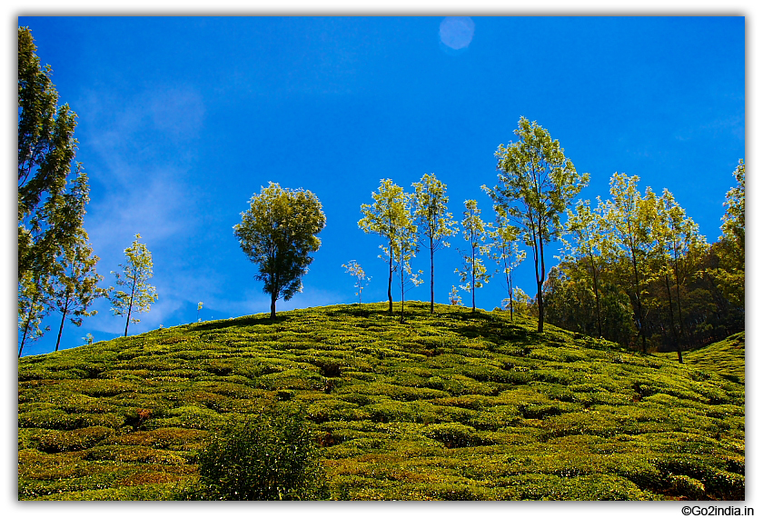 Tea garden and blue sky at Munnar 