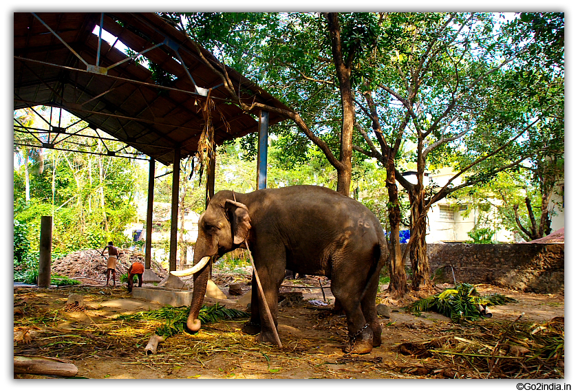 Anakotta elephant sanctuary near Punnathur Kotta at Guruvayur