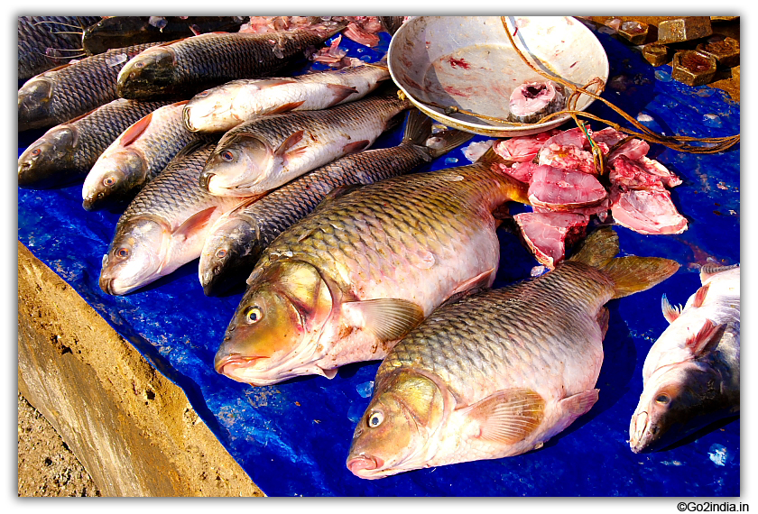 Golden Fish or Bangaru Papa