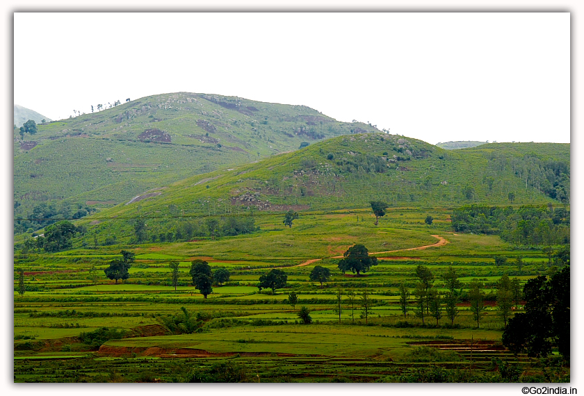 Green fields around Araku valley during rainy season 