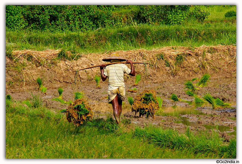 Carrying rice plants for seeding 