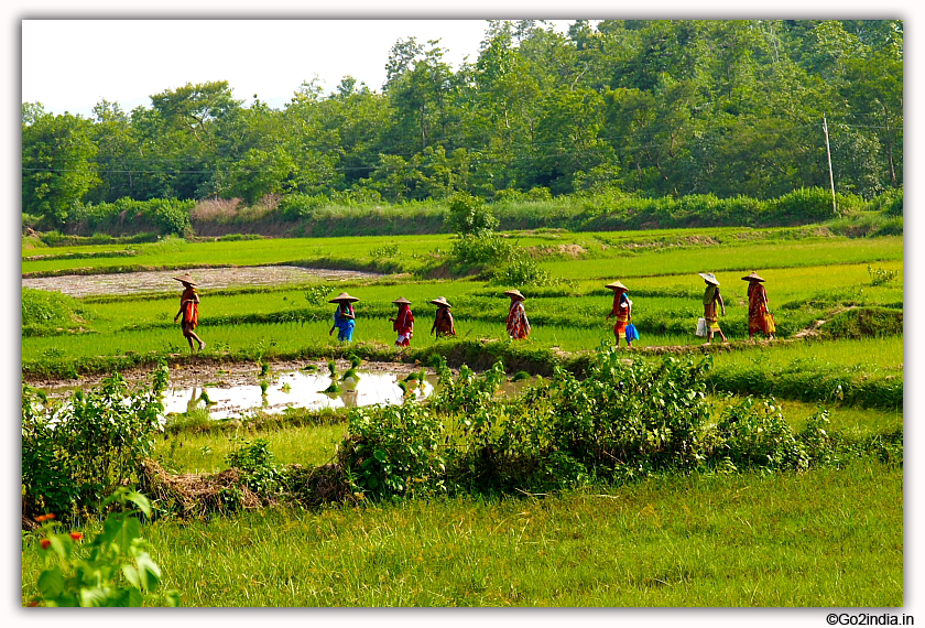 Agricultural workers in rural Odisha
